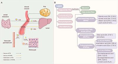 Lipid metabolism and rheumatoid arthritis